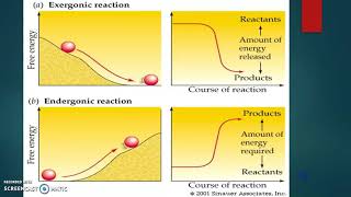 Unit 2 Endergonic amp Exergonic Reactions [upl. by Sabah692]