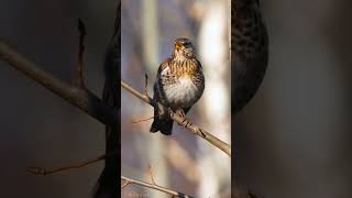 Beautiful Songs of Forest Birds  True Thrush Birdwatching  A Spring Walk in the Forest  short 9 [upl. by Reo]