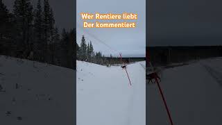 Die Rentiere in Schweden haben auch Probleme im Schnee shorts [upl. by Randene]