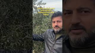 YAPRAGİNİZİ KENDİNİZ SARARTİYORSUNUZzeytinağacı zeytin natureshortvideo aboneol zeyçağ orman [upl. by Pelligrini]