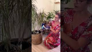 How To Propagate Dracaena Marginata shorts propagation dracaena houseplants [upl. by Suzetta236]