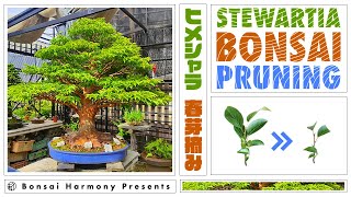 Stewartia Bonsai Spring Pruning [upl. by Mafalda]