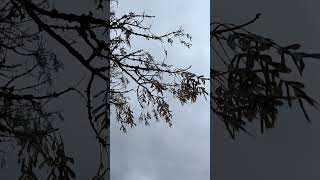 Box elder female  branches twigs amp samaras  fruit  November 2024 [upl. by Rim]