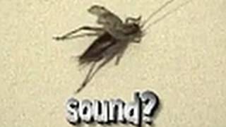 Stridulation  How and Why Crickets Make Sound [upl. by Ayanal902]