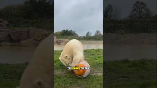 Polar Bears Genius Trick to Get a Pumpkin Out of Ice❤️ [upl. by Deckert]