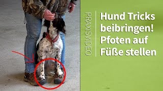 Hund Tricks beibringen ► Hundepfoten auf Füße stellen ► Praxisvideo [upl. by Reseda]