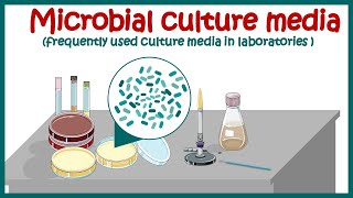 Bacterial culture media classification and types of bacterial media  enriched amp differential media [upl. by Adnilem]