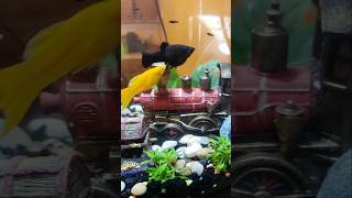 Our black molly fish gave birth to 14 babies We only have a 5 gallon tank What should we do fish [upl. by Ajad]