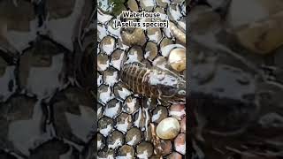 This woodlouse lives in water [upl. by Betteanne]