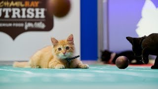 Preview  Cat Bowl II amp Kitten Bowl VII  Hallmark Channel [upl. by Onitram]