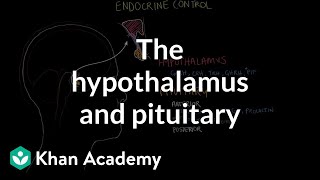 The hypothalamus and pituitary gland  Endocrine system physiology  NCLEXRN  Khan Academy [upl. by Dearman]