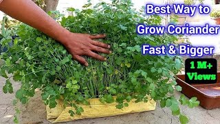 Right way to Grow coriander fast amp bigger at Home  Best Way To Grow Coriander [upl. by Ihdin331]