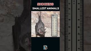 Unbelievable Animal Sizes – The Tiniest Creatures You Won’t Believe Exist [upl. by Polak]