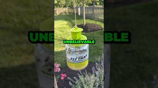 The Ultimate FLY TRAP For Your Backyard shorts [upl. by Nerrat]