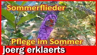 Schmetterlingsflieder im Sommer pflegen Sommerflieder ausputzen DIY Tutorial [upl. by Nagiam430]