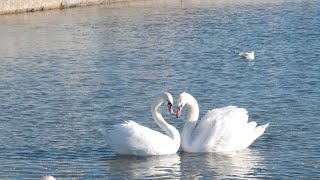 Jerzy Połomski Co mówi wiatr Jezioro Łabędzie Swan Lake [upl. by Ahsas]