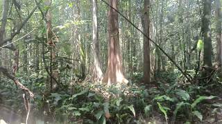 myristica swamps kerala western ghuts forest [upl. by Arabel]