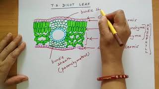 anatomydicotleafvsdorsiventralleaf Anatomy of a Dicot leafDorsiventral leaf internal structure [upl. by Thia]