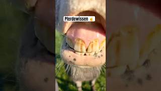 Was ist die kleinste Pferderasse der Weltpferd reiten pony pferde horse bayern allgäu hafi [upl. by Eema]