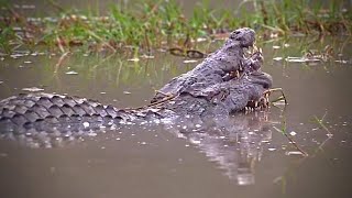 Crocodiles Mating [upl. by Evangelina]