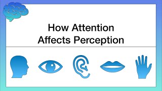 How Attention Affects Perception [upl. by Yeclehc125]