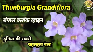 Thunbergia Grandiflora Plant Care Bengal Trumpet Vine Blue sky flower Bengal clock VineThunberg [upl. by Panayiotis]