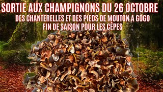 Sortie au champignons du 26 octobre 2024  fini les cèpes place au chanterelles et pieds de moutons [upl. by Ylrebme668]