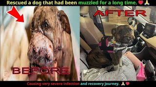 Rescuing a dog that had been muzzled for a long time causing severe infection [upl. by Iznyl832]