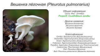 Вешенка лёгочная Pleurotus pulmonarius [upl. by Lytsirhc62]