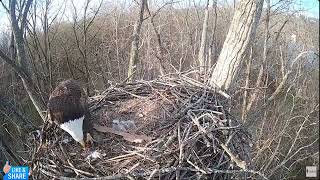 📢 2nd Hatch Success Two Bobbling Babies  Cardinal Land Conservancy Nest of Bonnie amp Clyde 323 [upl. by Eeram]