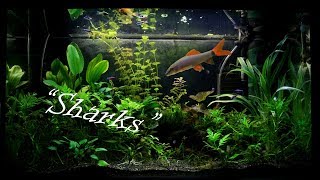 5 Freshwater quotSharksquot For Your Home Aquarium [upl. by Nolasba]