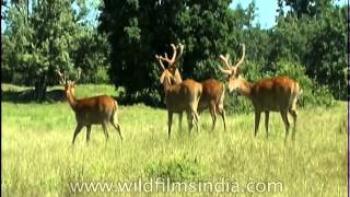 Bunch of Swamp deer or Barasingha grazing [upl. by Aikemahs302]