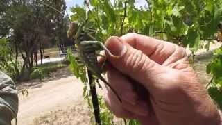 Red eyed Devil  Neobarrettia Spinosa  Carnivorous Katydid [upl. by Yelats]