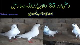 Do jora munsab rat ma for sale  03348732496  chakwal pigeon care [upl. by Cavanaugh]