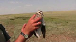 Sociable Lapwing Tracking  RSPB Video [upl. by Venezia]