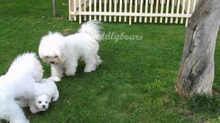 Bichon Frise Welpen  NWurf [upl. by Carberry]