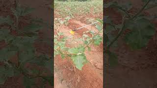 Brinjal plants Spray actara  best medicine best quality best benefits farmers [upl. by Inga]