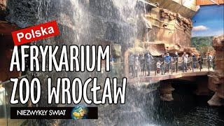 Niezwykly Swiat  Polska  Zoo Wrocław  Afrykarium [upl. by Moia464]