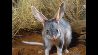 Bilby Incredible Bilby Facts  Bilby Appearance  Bilby Behavior [upl. by Ailed]