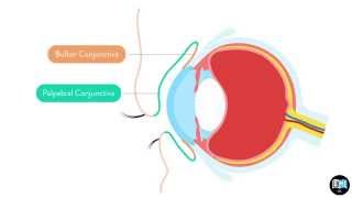 Eye Anatomy Chapter 2  The Conjunctiva 1 [upl. by Jo Ann]