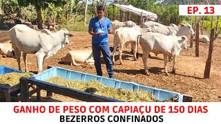 Ganho de Peso de Bezerros em Confinamento Comendo BRS Capiaçu [upl. by Namaan]