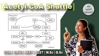 Acetyl CoA Shuttle System in Fatty Acid Synthesis Pathway  Function  Biochemistry [upl. by Llevart86]