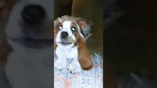 Tana The Basset Hound puppy is very playfuloh those sharp teethTanatheBassetHound [upl. by Aitak]