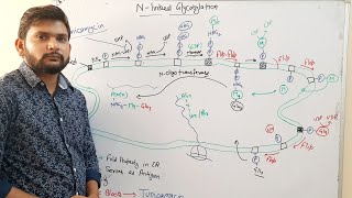 NLinked GlycosylationCSIR NET [upl. by Anirb842]