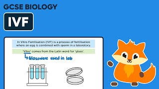 In Vitro Fertilisation IVF  GCSE Biology [upl. by Bernadette]