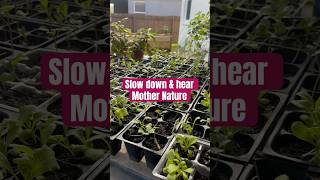 Relaxing ASMR Soothing Sounds of Seedlings Growing [upl. by Felise]