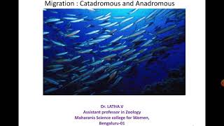 Migration in Fishes Anadromous and Catadromous [upl. by Eico]