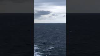 Trues beaked whales breaching Bay of Biscay 04072018 [upl. by Arykat]