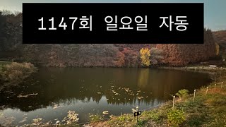 1147회 일요일 자동 구독 좋아요 [upl. by Llehsem453]