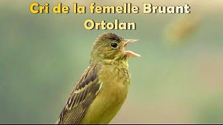 BRUANT ORTOLAN  Rare  Elle crie sous la pluie [upl. by Ahseym]